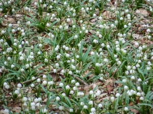 Fruehlingsausfahrt_-_32-32